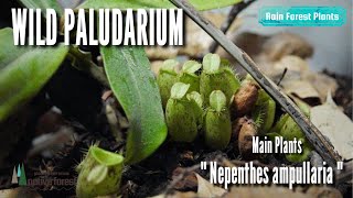 【WILD PALUDARIUM】Main PlantsquotNepenthes ampullariaquot ワイルドパルダリウム メインプランツquotネペンテス アンプラリアquot [upl. by Adoc]