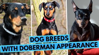 17 Dog Breeds That Look Like Doberman [upl. by Yecal]