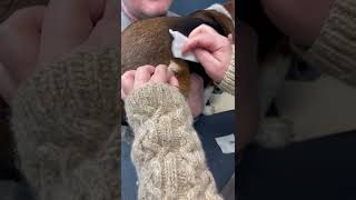 Cyst Popping  Dr Steffen DVM Cutting amp Squeezing Puss From Cyst On A Dog [upl. by Cotsen91]