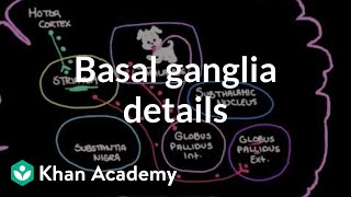 The basal ganglia  Details of the indirect pathway  NCLEXRN  Khan Academy [upl. by Aseek497]