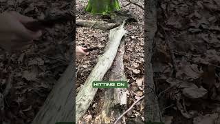 Use this paracord safety hack when chopping up a tree🪓 [upl. by Haem208]