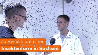 Insektenfarm in Deutschland Zu Besuch auf der Madenfarm von madebymade [upl. by Dorrie]