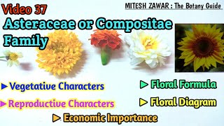 Asteraceae Family  Compositae Family Floral Formula amp Floral Diagram  Ray Florets amp Disc Florets [upl. by Nnylyrehc839]