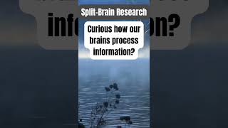 SplitBrain Research facts psychology psychologyfactseducation educational motivation [upl. by Millan]