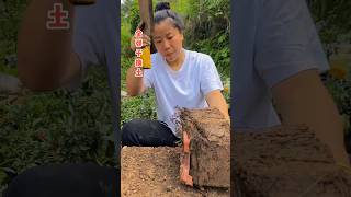 Bonsai Tree Changing Soil satisfying farming garden [upl. by Hardie588]