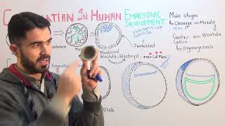 L4 Gastrulation In Human Embryonic Development fully explained by Dr A Hadi [upl. by Barram]