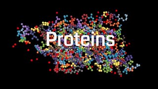 Functions Of Protein In The Body  How The Body Uses Proteins [upl. by Sophia]