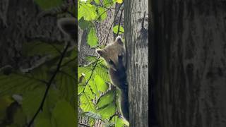 Кукусик носуха енот коати animals like [upl. by Akkin]