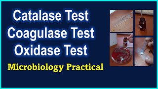 Coagulase Oxidase and Catalase Tests  Microbiology Practical  with Behind the scenes 😁 [upl. by Hgeilhsa]