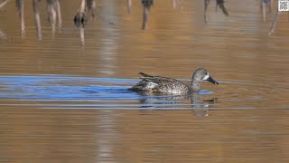 BlueWinged Teal dabbles in Salisbury NB [upl. by Kalman]