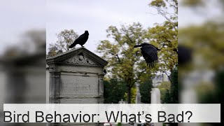 What influences the negative behavior of birds [upl. by Nnylkoorb]