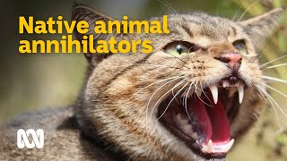 Feral cats  Australias native animal annihilators 😼🦜  Meet the Ferals Ep 2  ABC Australia [upl. by Lertnom278]