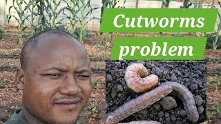 Cutworms Stuntamp Uneven growth Cover crops lessons [upl. by Stearne]