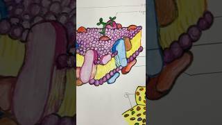 Fluid Mosaic Model l Cell membrane l Phospholipid Bilayer studentlife drawing mbbs histology [upl. by Yelsehc]