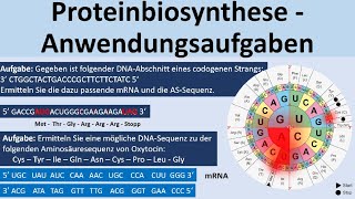 Proteinbiosynthese  KlausuraufgabenAnwendungsaufgaben Biologie Genetik Oberstufe [upl. by Anyrtak76]