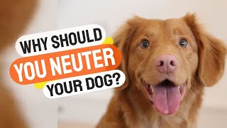 WHY Should You SPAY or NEUTER Your Dog🐶✂️ [upl. by Nitsoj942]