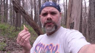 Dryads SaddlePheasant Back Polyporus squamosus with The Mushroom Hunter [upl. by Ollehto]