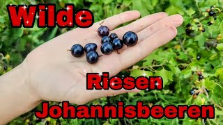 Wilde Johannisbeeren Ernte Marmeladen amp Kompott [upl. by Aklog]