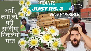 Plant Saplings start from Rs3  Cheapest plant Nursery in Delhi  Shanu Nursery [upl. by Yreva241]