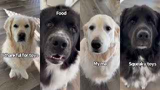 What My Four Dogs Are Thankful For [upl. by Shawnee]