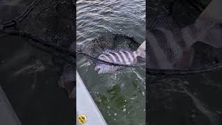 Sheepshead coming to the boat sheepsheadfishing fishing bigfish fishingvideo georgiafishing [upl. by Berghoff144]