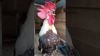 Amazing Rooster Crowing Sounds  Adorable Rooster Crowing Sound Effect 🐓 shorts [upl. by Ribak]