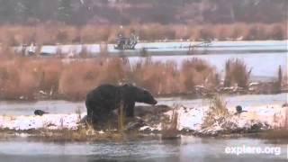 Lowerriver brown bear amp salmon camvery nice cam if you love watching bears101812 [upl. by Gibbon]