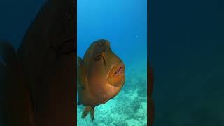 Napoleon Wrasse Endangered Species [upl. by Annahs]