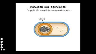 Endospore Formation [upl. by Puritan132]