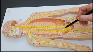 Spinal Nerves Plexuses and the Peripheral Nerves  Rapid Review  Made Easy [upl. by Malamut]