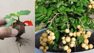 Best Skills How to grow Lanzones tree from lanzones fruit in pots [upl. by Oicaro]