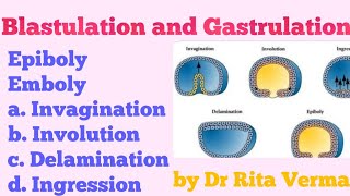 Blastulation and Gastrulation EpibolyEmboly [upl. by Ydisac643]