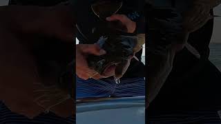 Catching Summer Flounder Ocean Fishing [upl. by Chad]