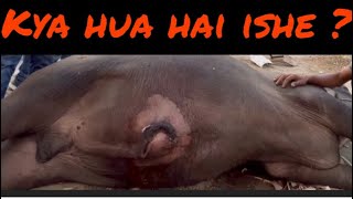 Umbilical hernia l Treatment of hernia l Dr Umar Khan [upl. by Amend482]