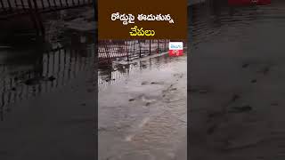 రోడ్డుపై ఈదుతున్న చేపలు  Fishes swimming on the road  TeluguPost [upl. by Olmsted141]