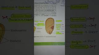 Structure of a monocotyledonous seed Maize🌽🌽🌽🌽🌽 [upl. by Danya]