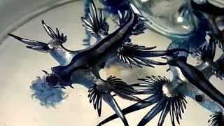 Glaucus Atlanticus eating Blue bottle jellyfish Portuguese man o war [upl. by Nivlam726]