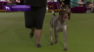 Pointers German Shorthaired  Breed Judging 2023 [upl. by Lezlie]