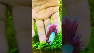 Betta fish dead 😭😭 youtubeshorts bettafish shorts [upl. by Gurevich]