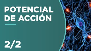 POTENCIAL de ACCIÓN y LOCAL 22  Fisiología del Sistema Nervioso [upl. by Atinra292]