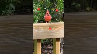 Cardinal Bird Jasper Taking Treat cardinalbird birdwatchingjoy mybirdfarhends birders [upl. by Odele]