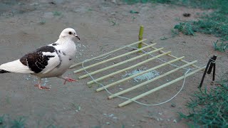 Easy Way to Bird trap from natural garden [upl. by Aeirdna]