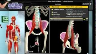 How Iliopsoas Muscles Work 3D Anatomy of Muscles in Motion [upl. by Ahsinauj484]