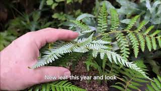 My cyathea Dealbata from seed [upl. by Ecerahc861]