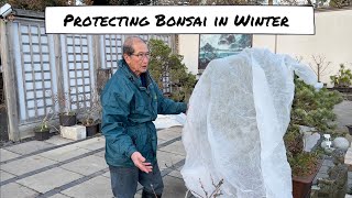 Protecting Bonsai in Winter [upl. by Alessandra]