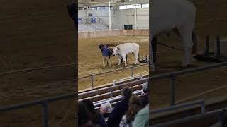 Oxen Pull with Pete and Moose oxen agriculture fair [upl. by Rhys]