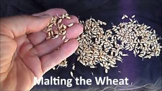 Malting Wheat [upl. by Pepin]