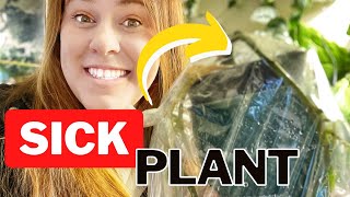 Unbelievable Trick To Bring Back Any Dying Plant [upl. by Gallenz]