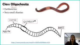 Phylum Annelida [upl. by Airemaj]