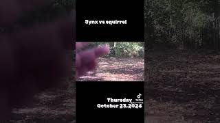 Jynx vs squirrel [upl. by Brianne]